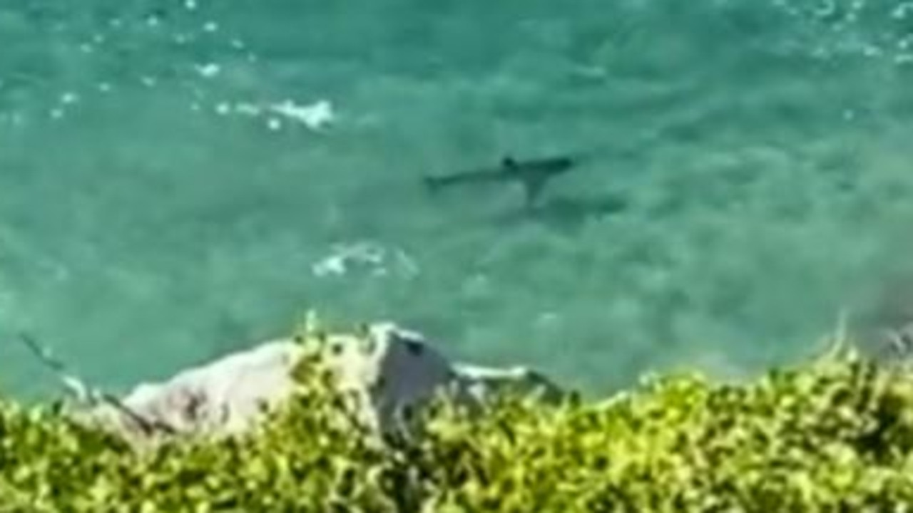 Death Of Swimmer Prompts Investigation At Israeli Beach With Shark History Death Of Swimmer Prompts Investigation At Israeli Beach With Shark History