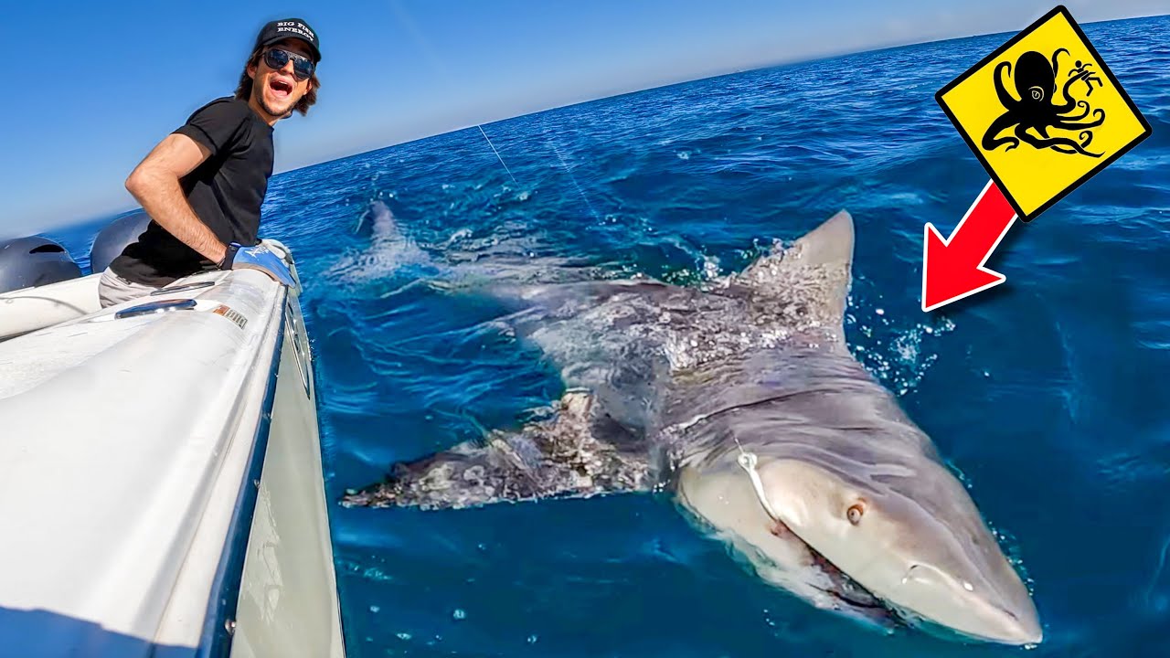 Shark-Infested Beach: Swimmer Vanishes, Body Discovered Shark-Infested Beach: Swimmer Vanishes, Body Discovered